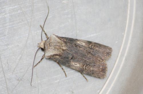 Agrotis puta