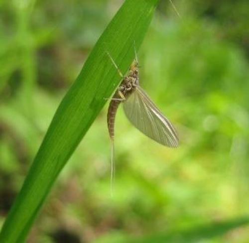 Cloeon sp.