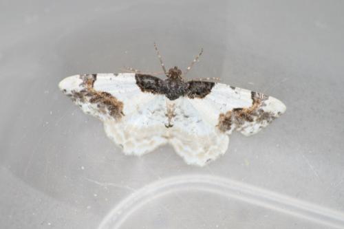 Réf. 44 184 : Ligdia adustata