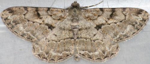 Réf. 44 227 : Peribatodes rhomboidaria