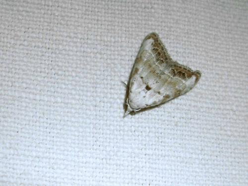 Réf. 44 575 : Nola chlamitulalis