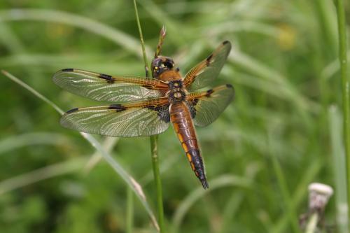 Réf. 44 374 : Libellula quadrimaculata