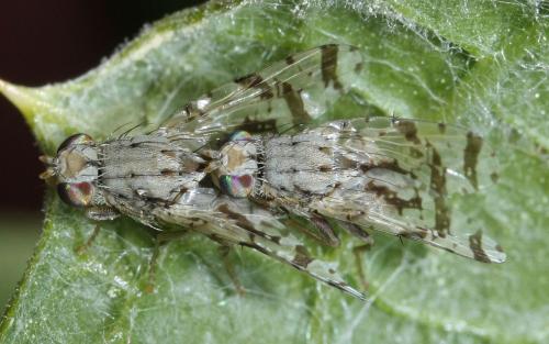 Tephritis postica