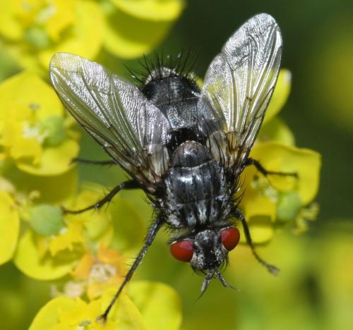 Masicera sphingivora