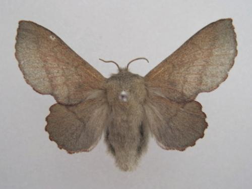 Phyllodesma suberifolia