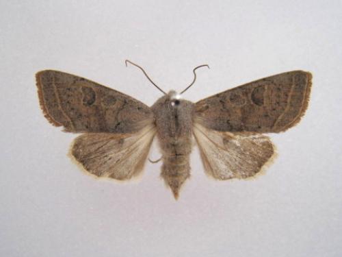 Réf. 44 484 : Orthosia gracilis