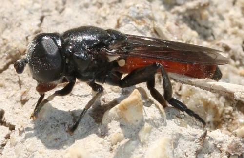 Eumerus tricolor