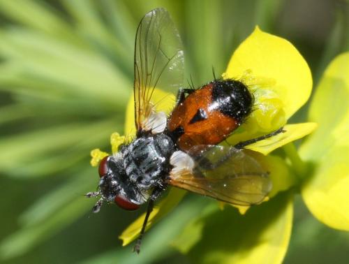 Besseria lateritia