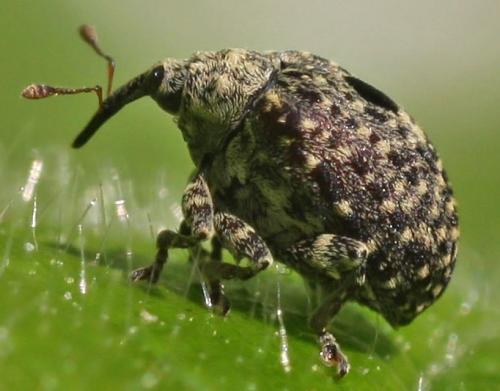 Cionus hortulanus