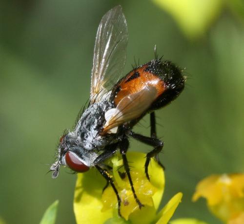 Besseria lateritia