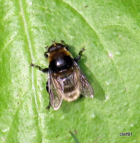 Réf. 44 893 : Merodon equestris