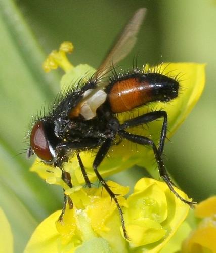 Réf. 44 216 : Clairvillia biguttata