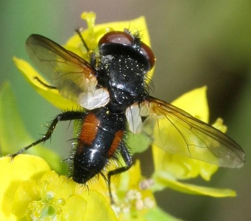 Réf. 44 215 : Clairvillia biguttata