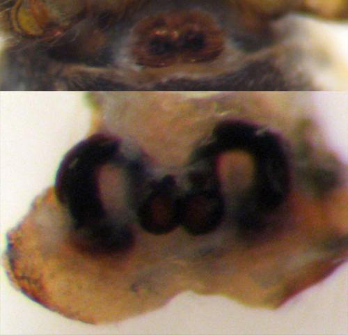 Heliophanus aeneus