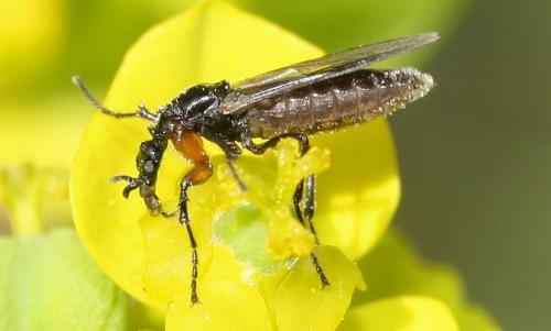 Dilophus antipedalis