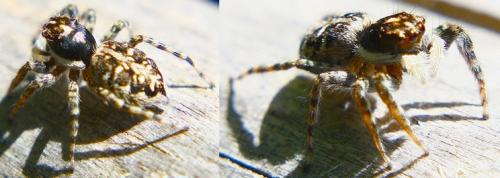 Menemerus sp.