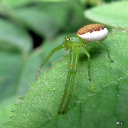Réf. 44 896 : Diaea dorsata