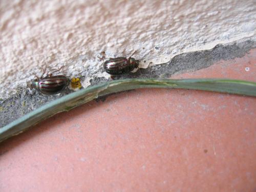 Chrysolina americana
