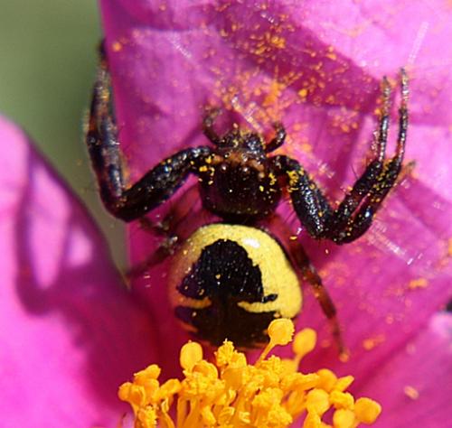 Synema globosum