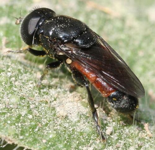 Eumerus tricolor