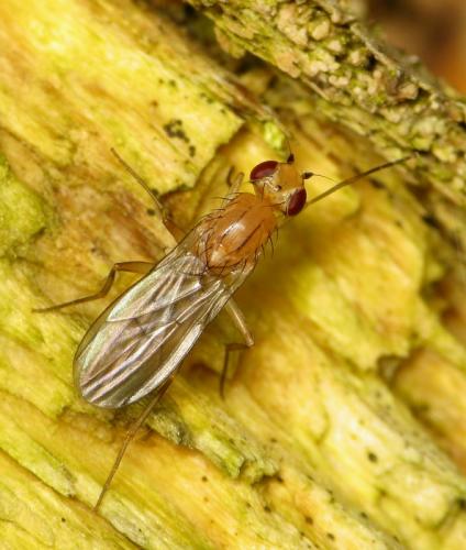 Clusia flava
