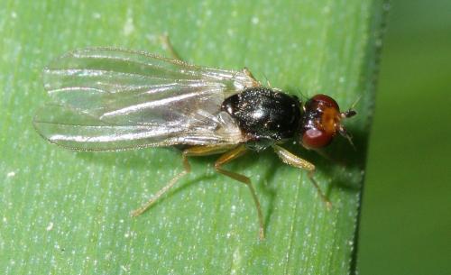 Chamaepsila nigricornis
