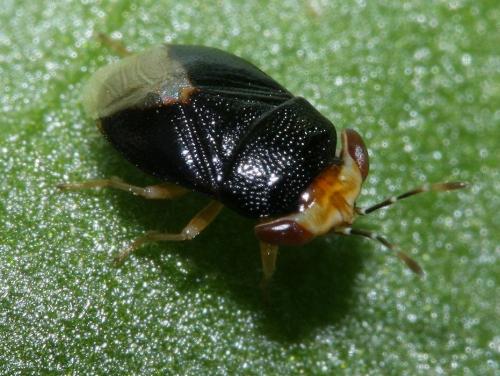 Geocoris erythrocephalus