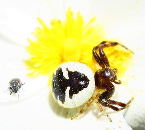 Synema globosum