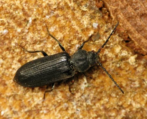 Asemum striatum