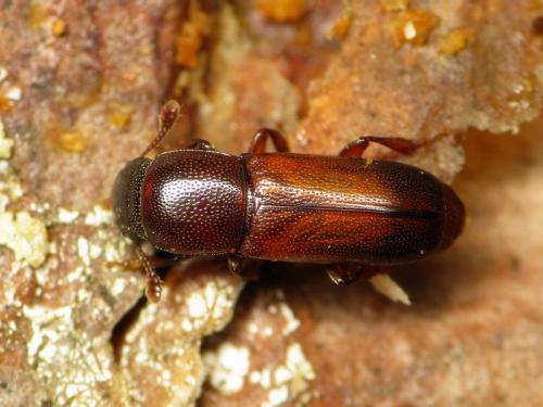 Pityophagus ferrugineus