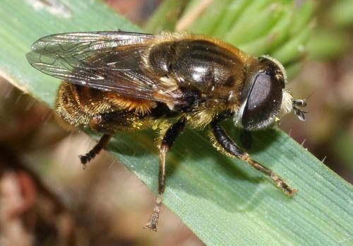 Merodon sp.