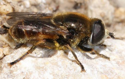 Réf. 44 714 : Merodon sp.