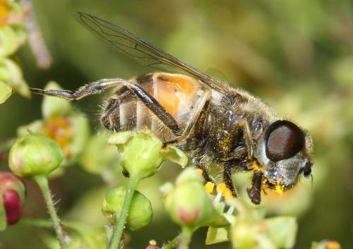 Réf. 44 708 : Eristalis arbustorum