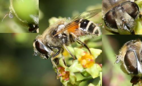 Réf. 44 709 : Eristalis arbustorum