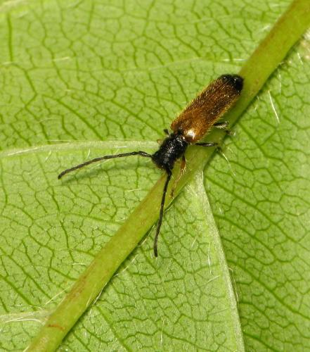 Réf. 44 280 : Tetrops praeustus