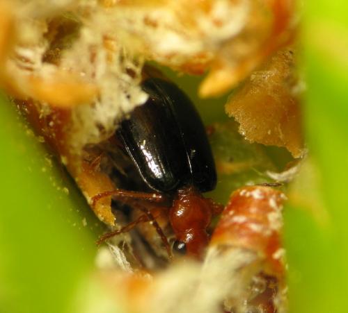 Réf. 44 327 : Lebia marginata