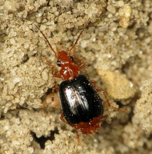 Réf. 44 372 : Lebia marginata