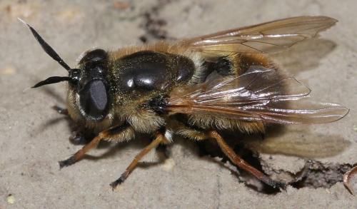 Callicera fagesii