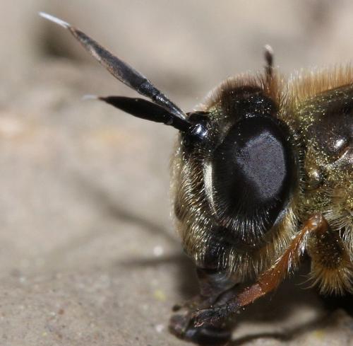 Callicera fagesii