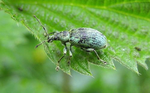 Réf. 44 234 : Phyllobius pomaceus