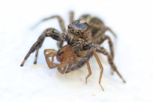 Réf. 44 932 : Plexippus paykulli