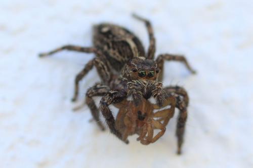 Réf. 44 938 : Plexippus paykulli