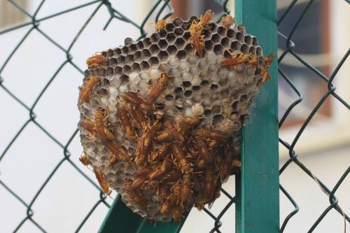 Réf. 44 924 : Polistes olivaceus