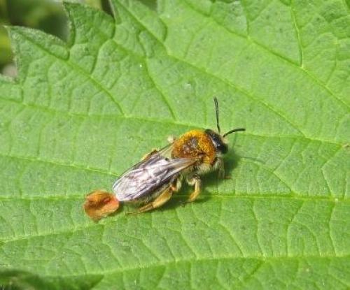 Andrena haemorrhoa