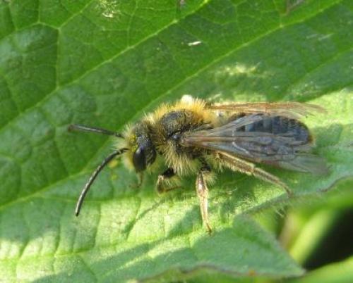Andrena haemorrhoa