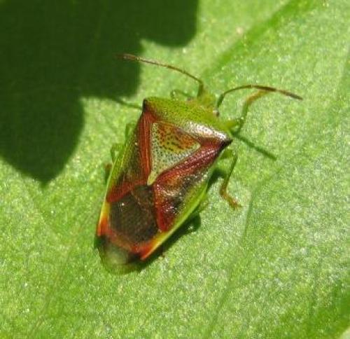 Elasmostethus sp.