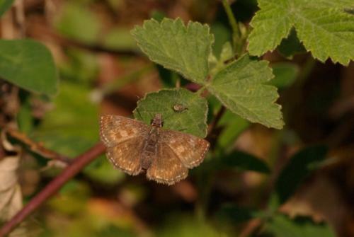 Erynnis tages