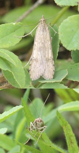 Nomophila noctuella