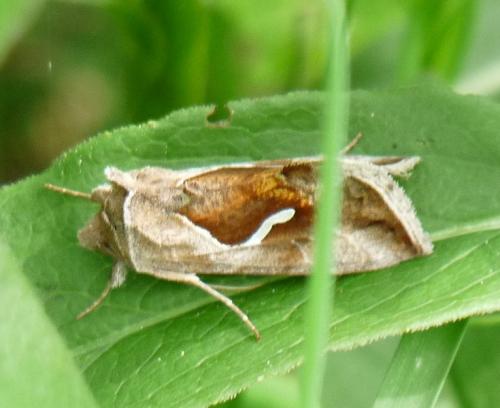 Macdunnoughia confusa