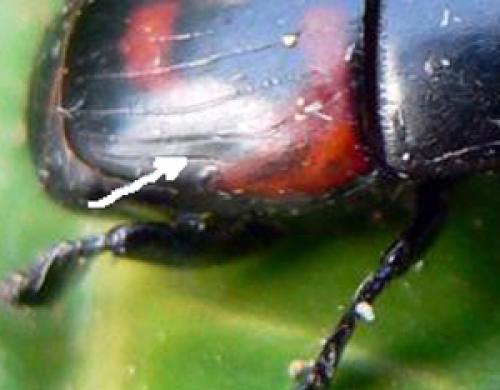 Hister quadrimaculatus
